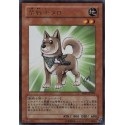 Shiba-Warrior Taro - YAP1-JP009