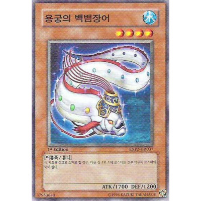 Royal Swamp Eel - EXP2-KR037