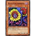 Magical Plant Mandragola - MFC-072 - Nova