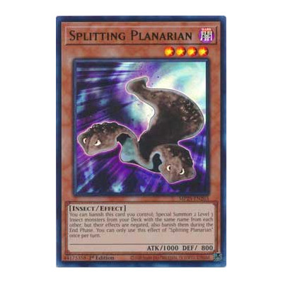 Splitting Planarian - MP25-EN263