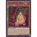 Eucalyptus Mole - MZMU-EN021