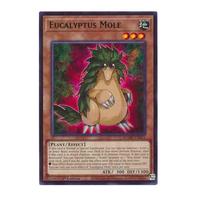 Eucalyptus Mole - MZMU-EN021